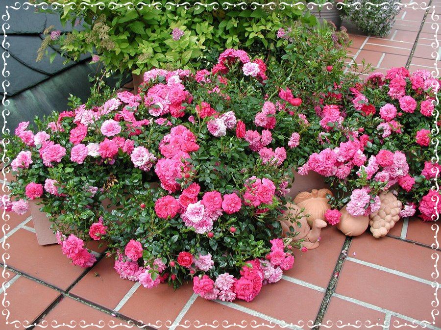 Knirps róże okrywowe